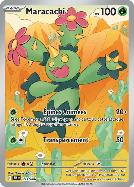 093/086 - Maracachi